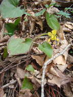 Image of Epimedium pinnatum subsp. colchicum (Boiss.) N. Busch