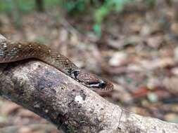 Image of Beddome’s Keelback