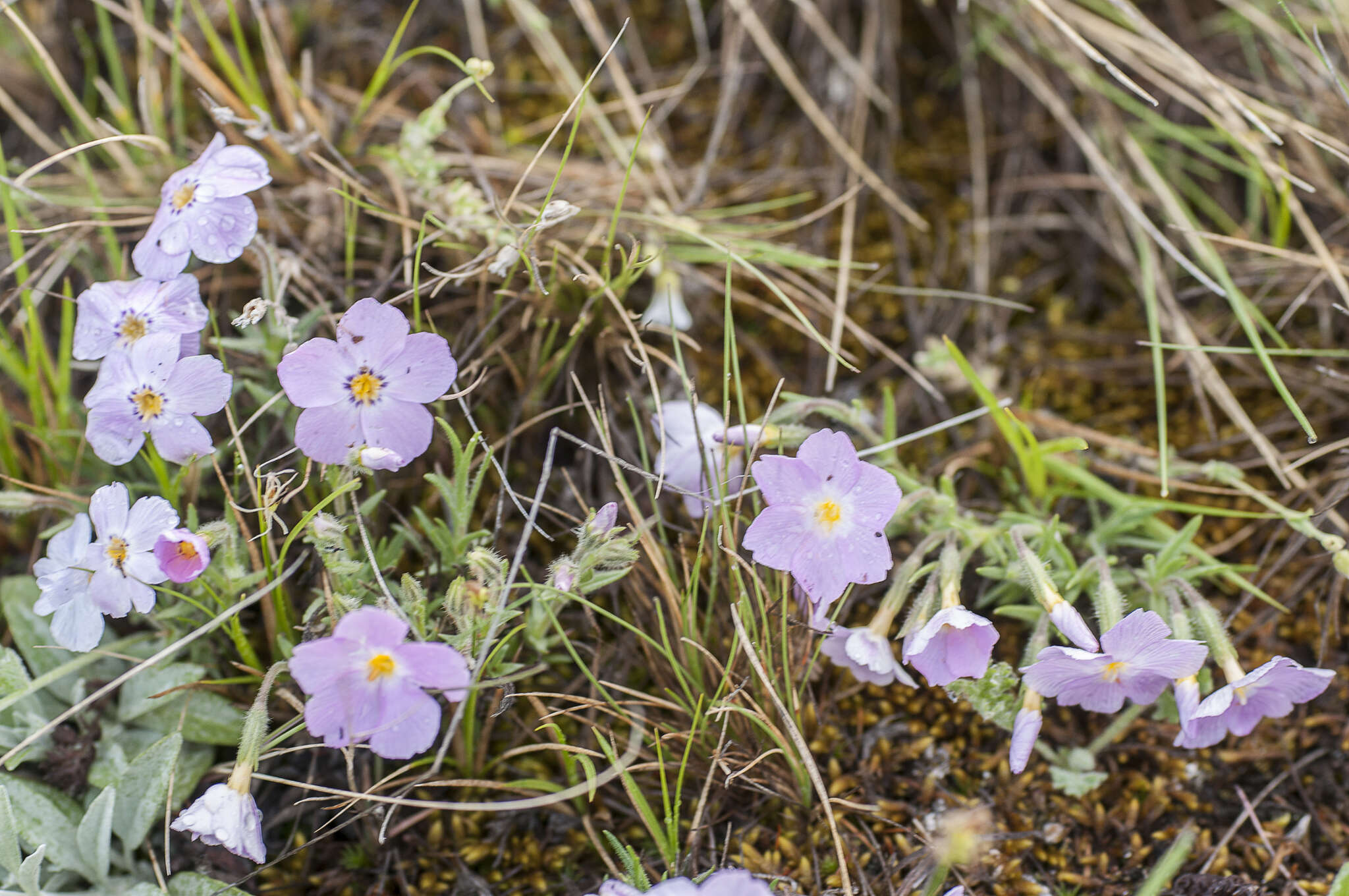 Image of Siberian phlox