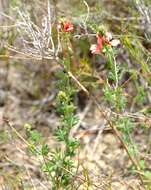 Indigofera digitata Thunb.的圖片