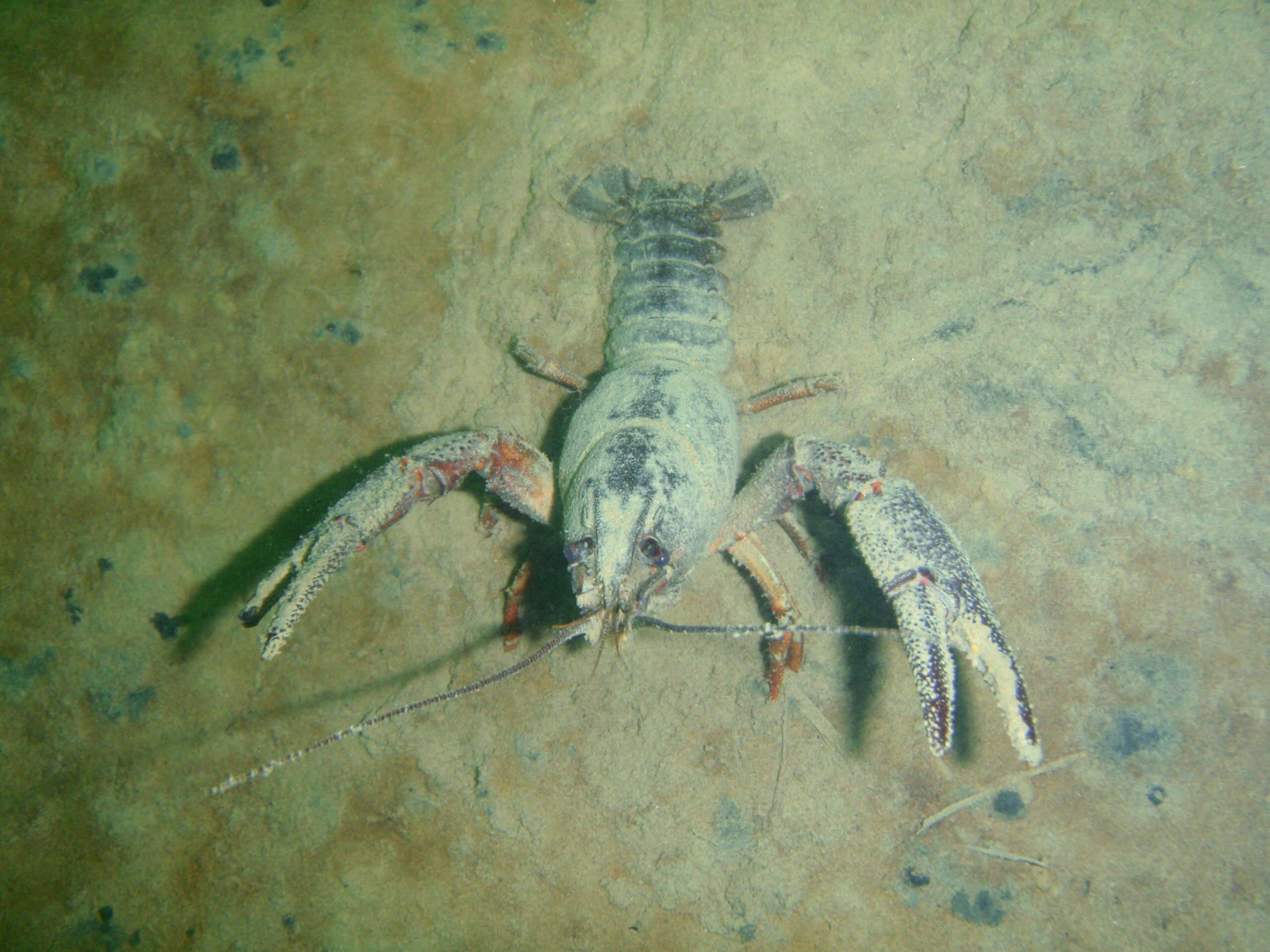 Image of Broad-clawed Crayfish