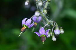 Image of Solanum lyratum Thunb.