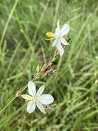 Plancia ëd Chlorophytum fasciculatum (Baker) Kativu