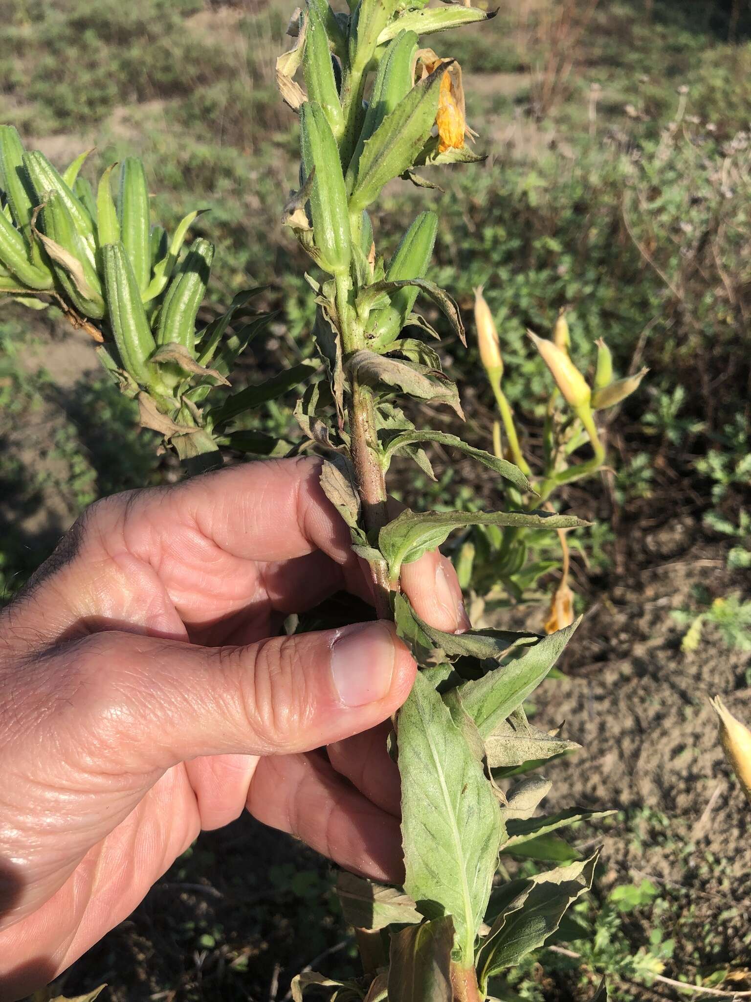 Oenothera stucchii Soldano resmi