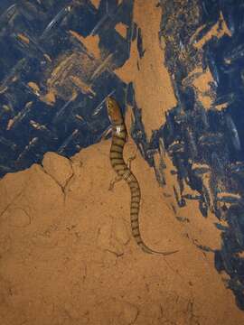 Image of Broad Banded Sand Swimmer