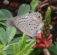 صورة Euchrysops malathana (Boisduval 1833)