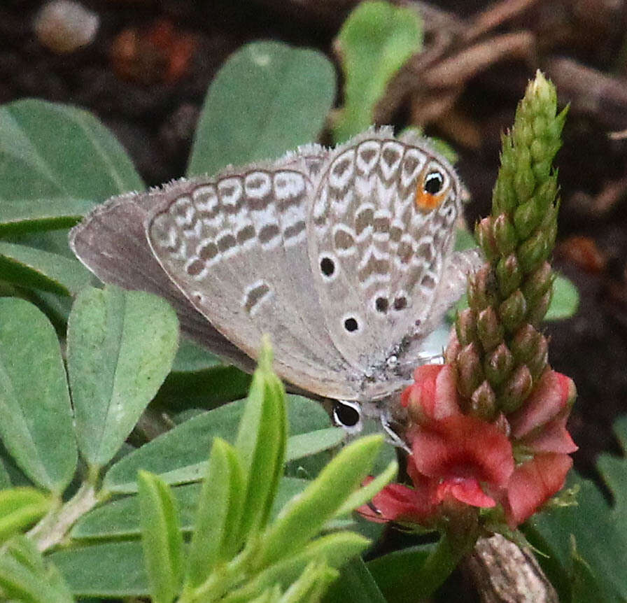 صورة Euchrysops malathana (Boisduval 1833)