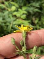 Image of Hieracium krylovii Nevski ex Krylov