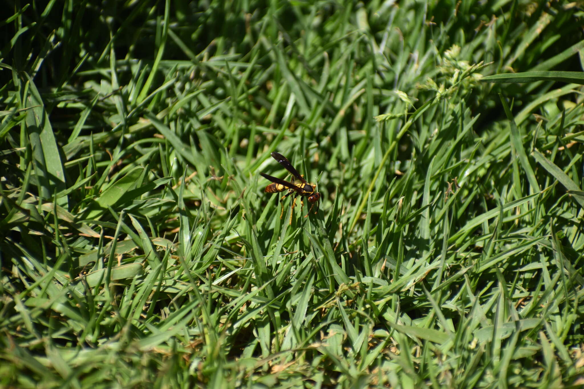 Image of Polistes peruvianus Bequard 1934