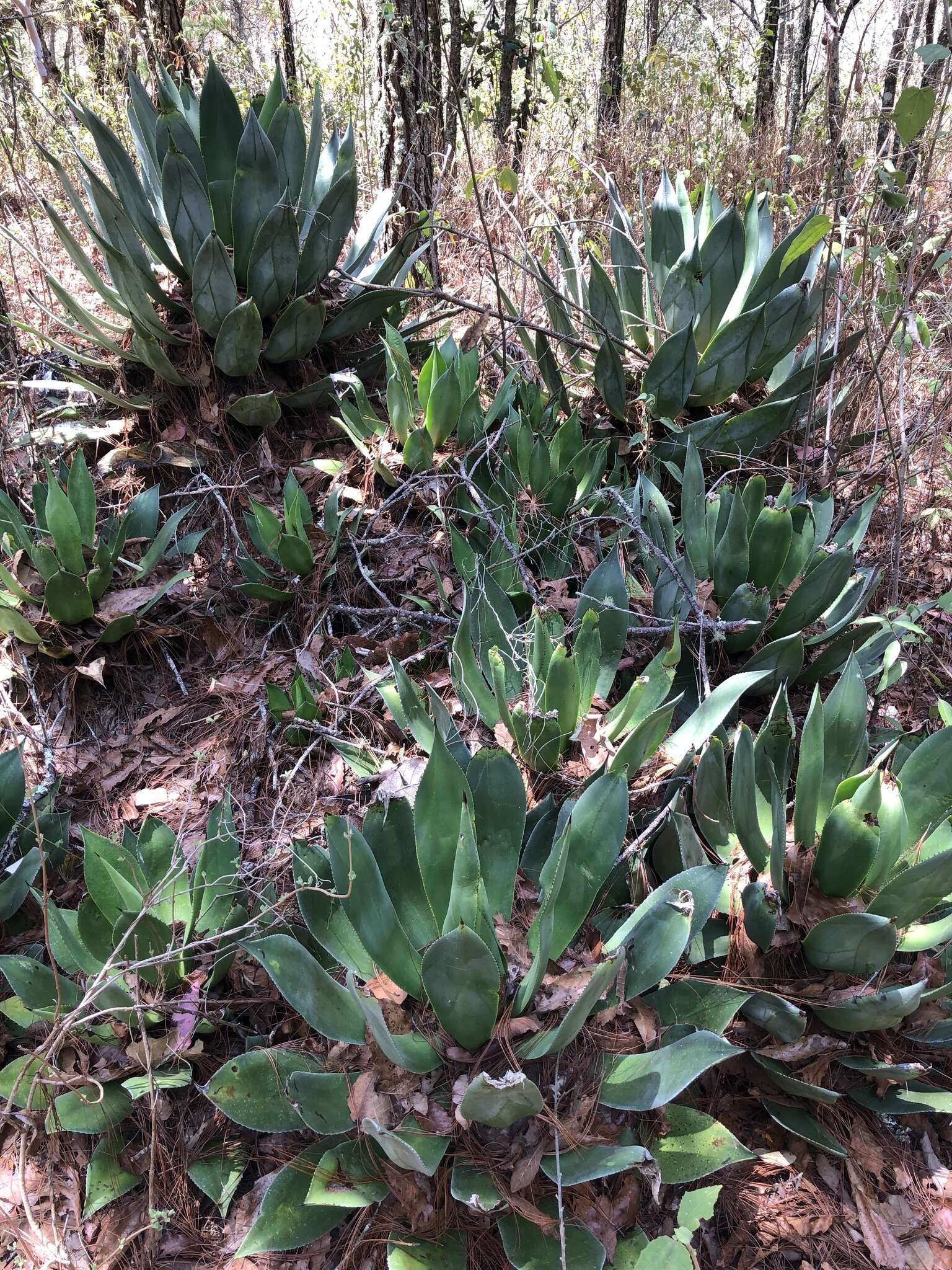 Image of Chamula agave