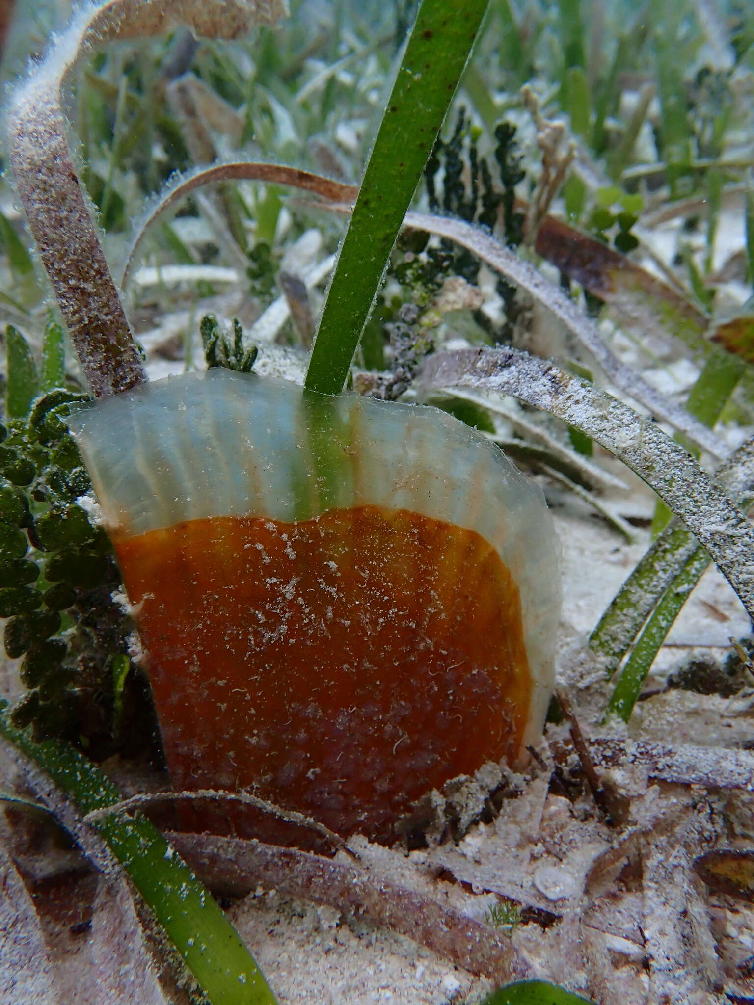 Image of amber pen shell