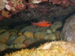 Image of Cardinal Fish