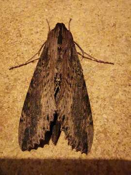 Image of Cramer's Sphinx Moth