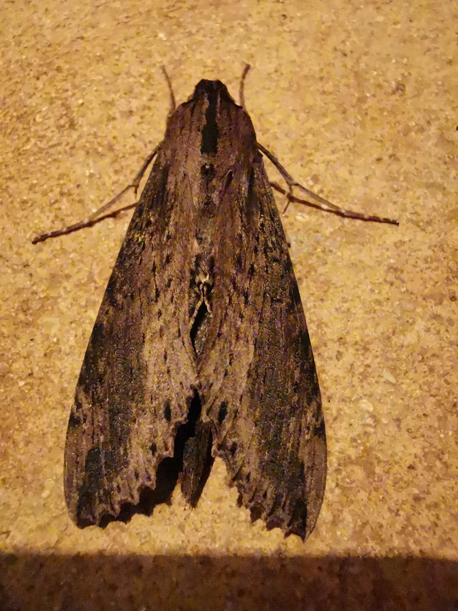 Image of Cramer's Sphinx Moth