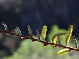 Salix lasiolepis Benth. resmi