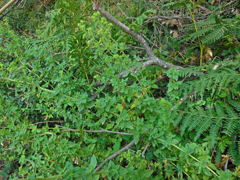Image of Origanum vulgare subsp. hirtum (Link) A. Terracc.
