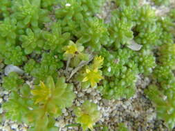 Imagem de Sedum litoreum Guss.