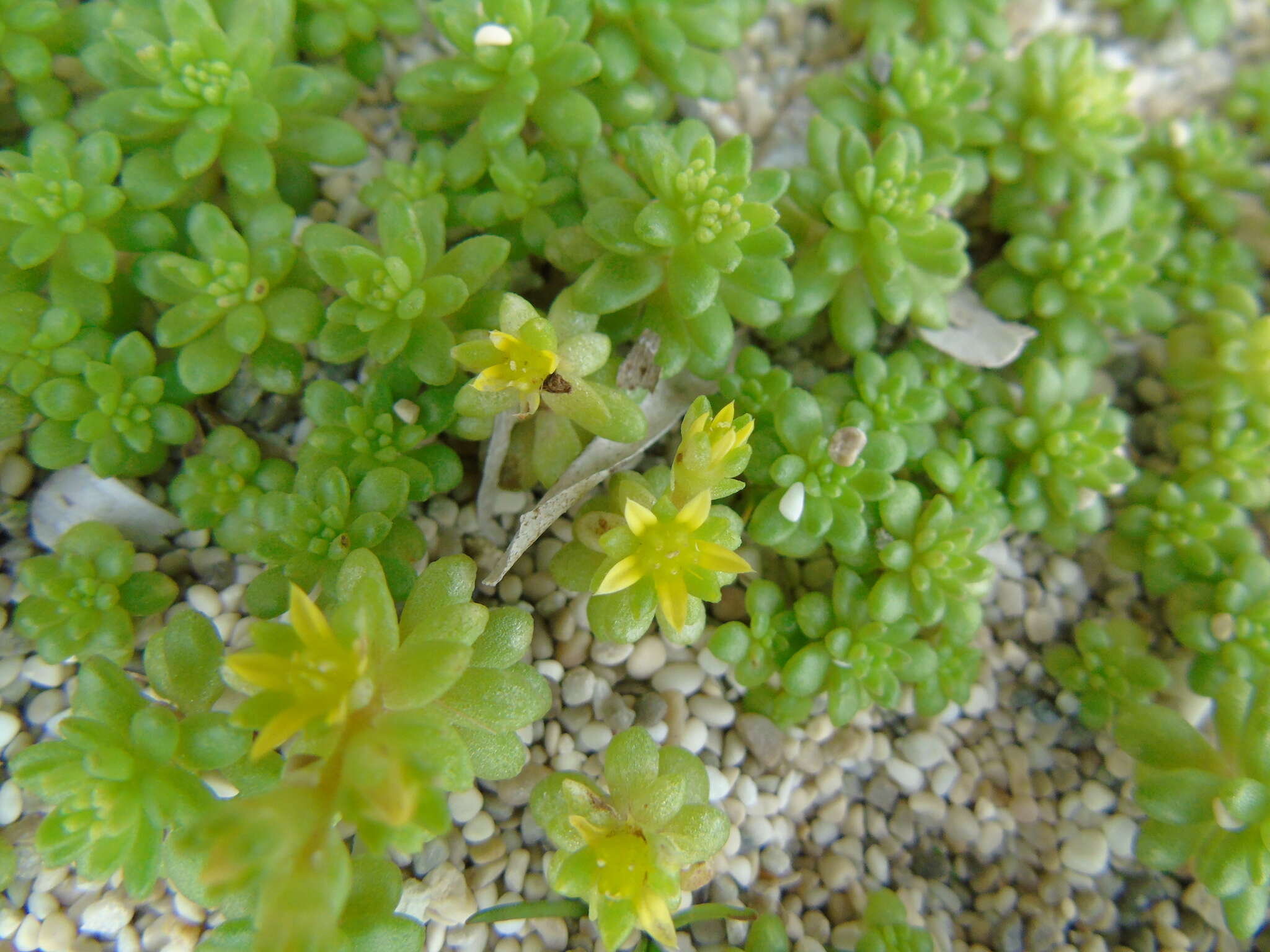 Imagem de Sedum litoreum Guss.