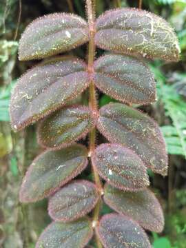 Image of Columnea gloriosa Sprague