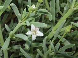 Image of Galapagos carpetweed