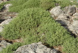 Image of Galapagos carpetweed