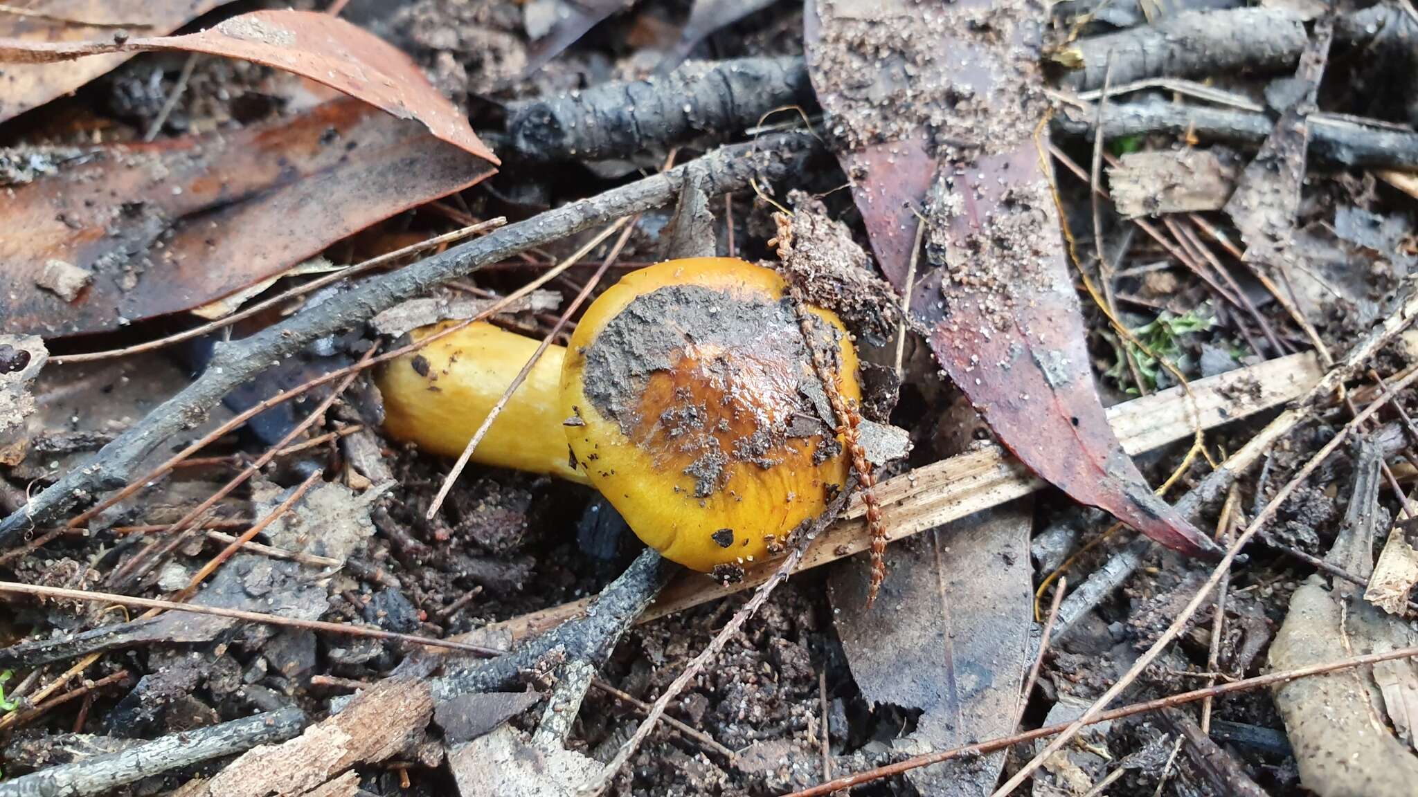 Image of Cortinarius sinapicolor Cleland 1933