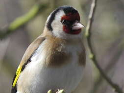 Image of European Goldfinch