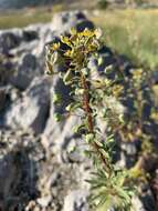 Image of Small-Flower Stinkweed