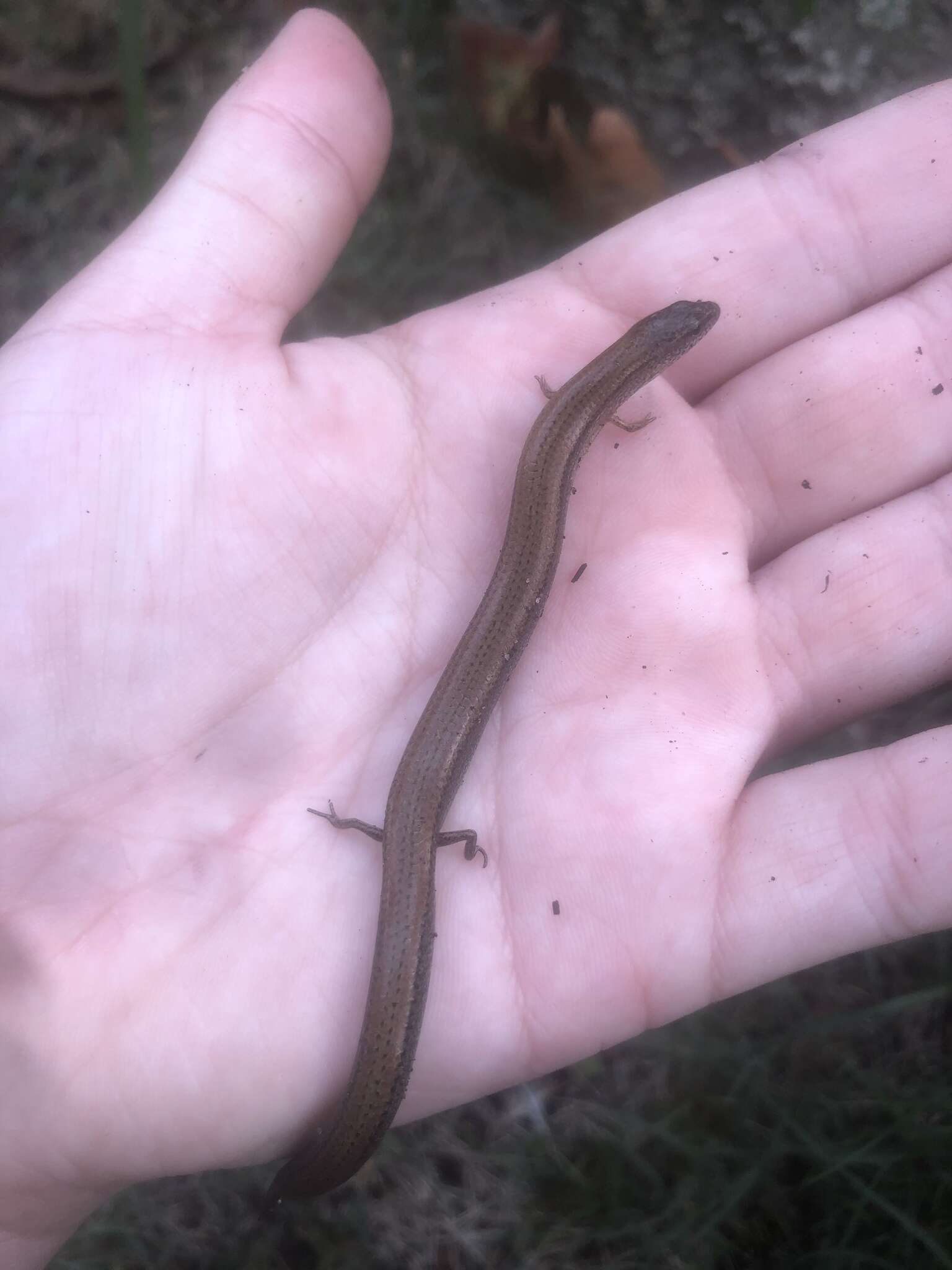 Image of Two-toed Earless Skink