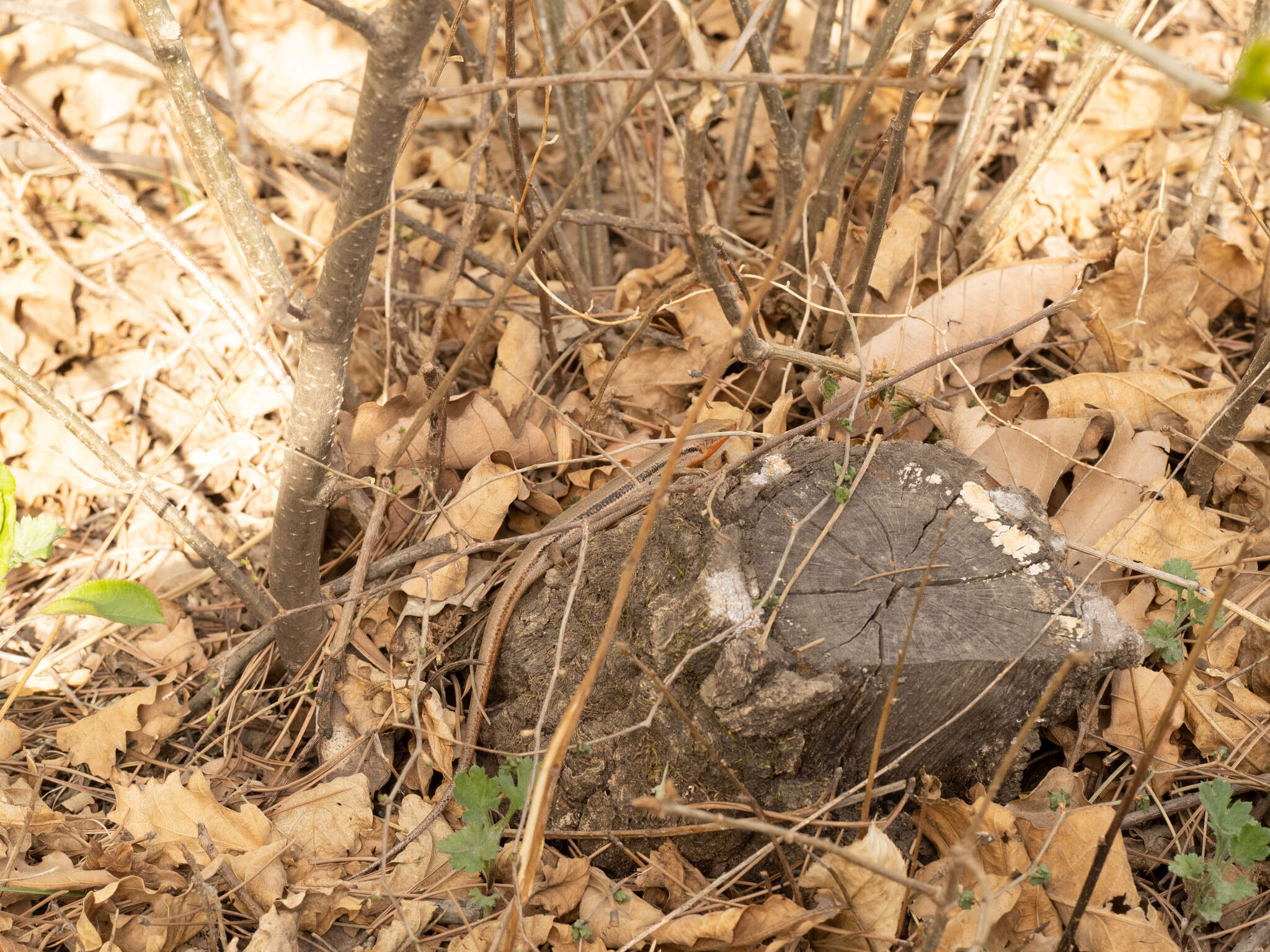 Image de Plestiodon capito (Bocourt 1879)