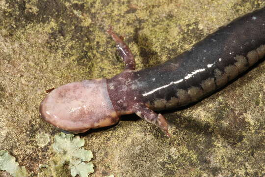 Image de Plethodon fourchensis Duncan & Highton 1979