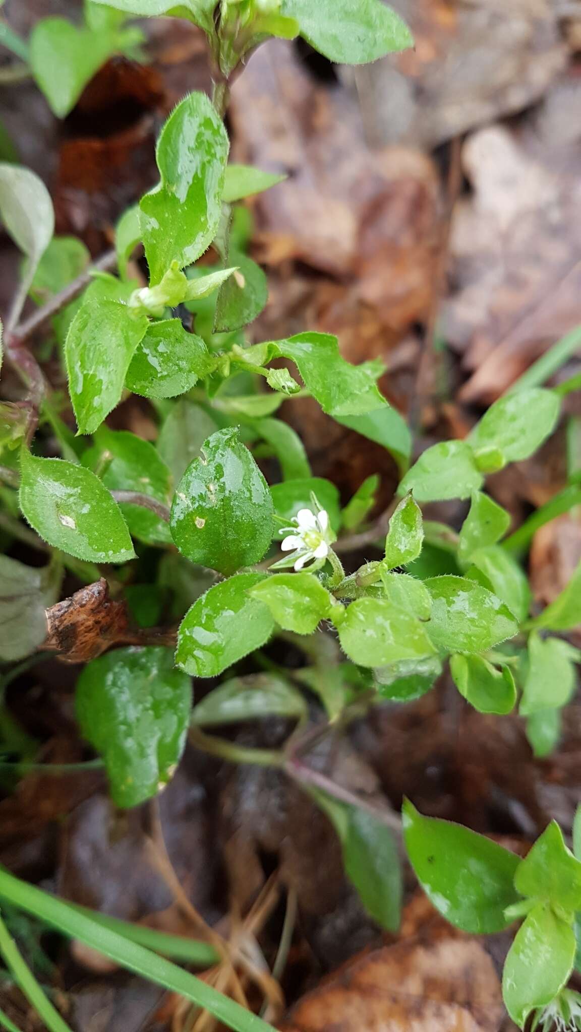 Слика од Moehringia trinervia (L.) Clairv.