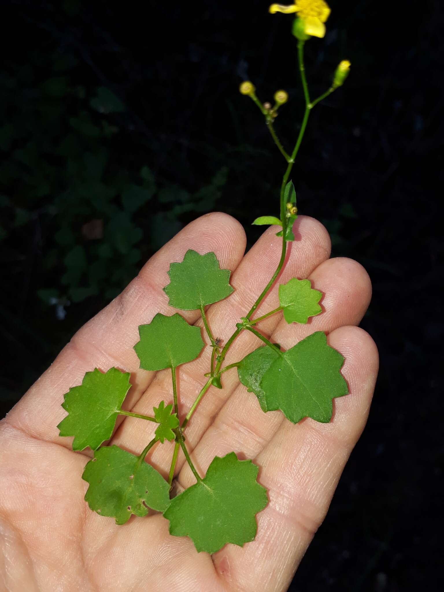 Image of Cineraria lobata L'Hér.