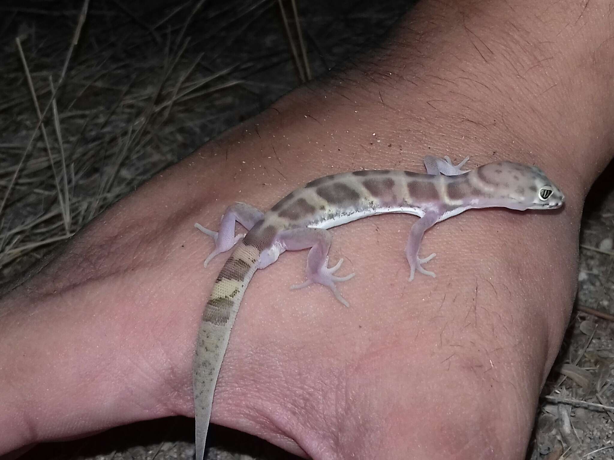 Image of Coleonyx variegatus sonoriensis Klauber 1945