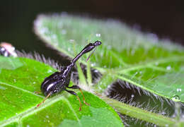 Image of Trachelophorus madegassus Voss 1929