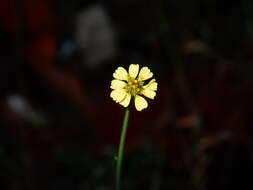 صورة Glossocardia bidens (Retz.) Veldk.