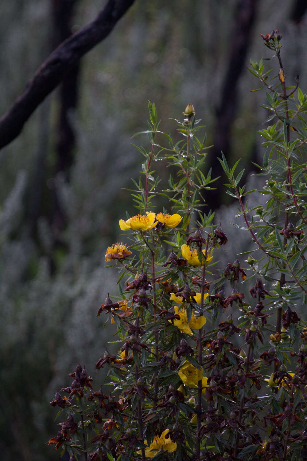 Image of Hypericum revolutum Vahl