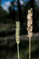 صورة Plantago linearis Kunth