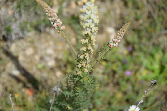 Image of Reseda suffruticosa Loefl.