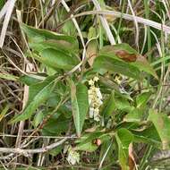 Image of Lyonia ovalifolia (Wall.) Drude