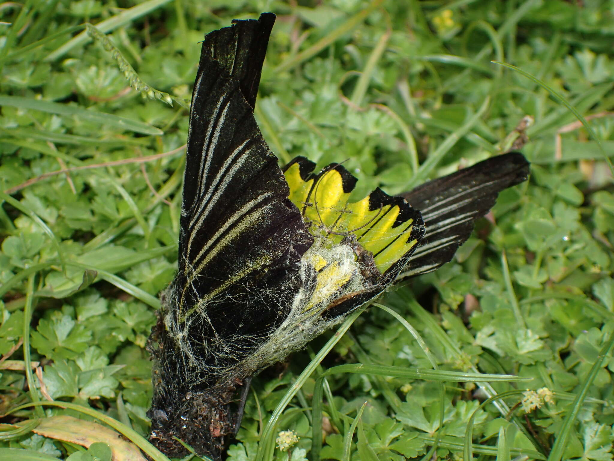 Image of <i>Troides magellanus sonani</i> Matsumura 1932