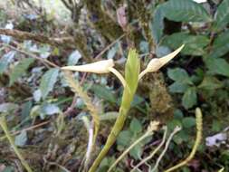 Image de Thrixspermum platystachys (F. M. Bailey) Schltr.