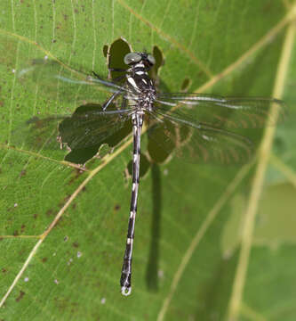 Image of Heliogomphus walli Fraser 1925