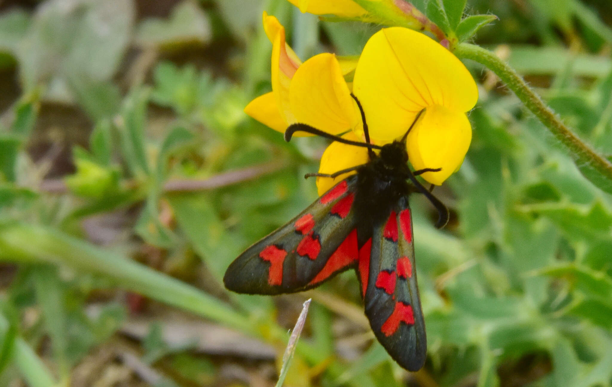 Image of Zygaena oxytropis Boisduval 1828