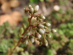 Image of White Stonecrop