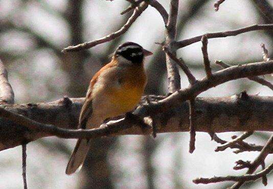 Sivun Emberiza flaviventris kalaharica Roberts 1932 kuva