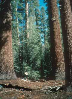 Image of California Red Fir