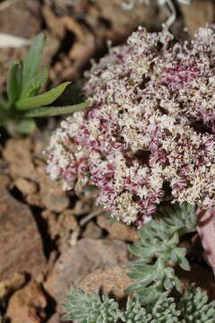 Image of Lomatium ravenii var. paiutense K. M. Carlson & Mansfield