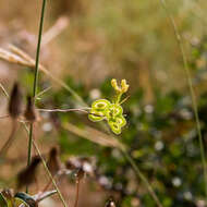 Image of Buckler Mustard