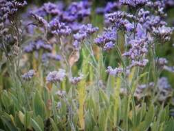 Image of Mediterranean sea lavender